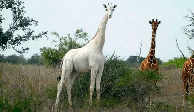 Una jirafa blanca hembra y su cría son asesinadas por cazadores furtivos