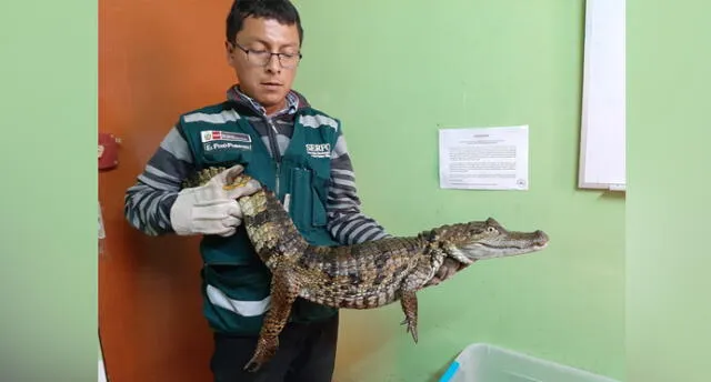 Rescatan a dos caimanes que eran criados como mascotas en Puno.