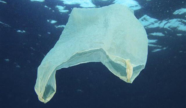 ONG Vida: "Bolsas biodegradables contaminan y afectan el ecosistema"
