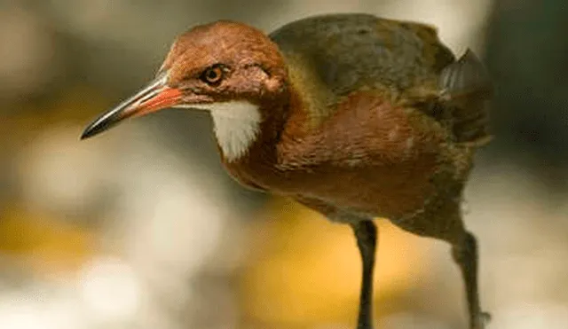 ¿Cómo reapareció un ave que se extinguió hace más de 130 000 años? [FOTOS]