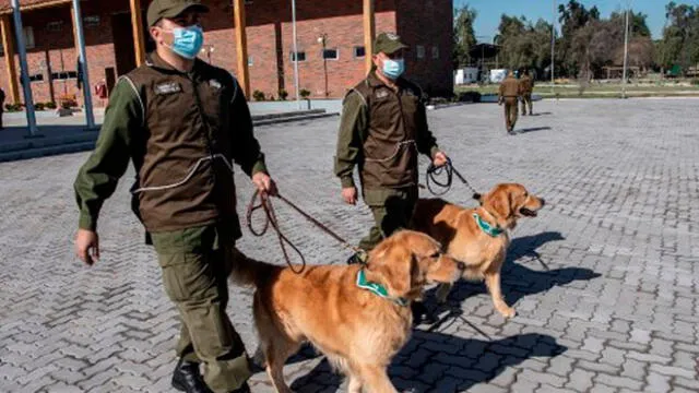 Miembros del equipo de entrenamiento canino de la policía chilena pasean a dos perros Golden Retriever antes de su entrenamiento. Foto: AFP.