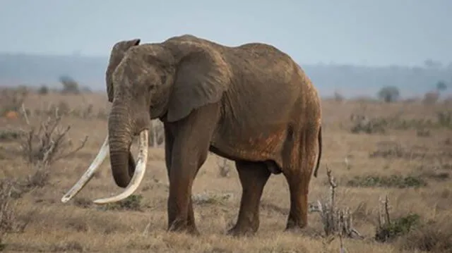 Asesinan a ‘Satao II’, el elefante más espectacular del mundo