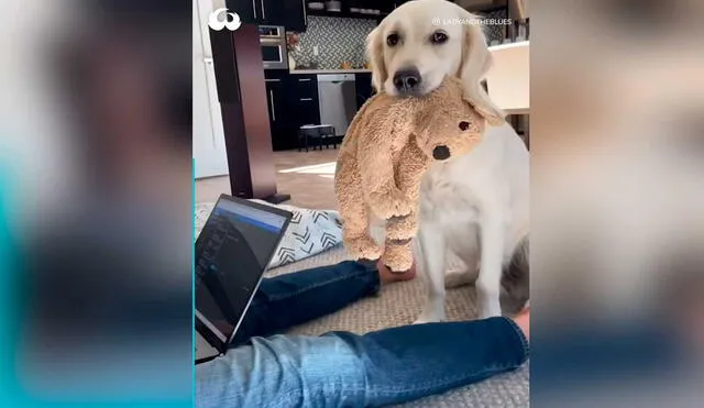Desliza las imágenes para ver la inesperada escena que protagonizó este can y su dueño. Foto: Captura de Facebook/Woof Woof