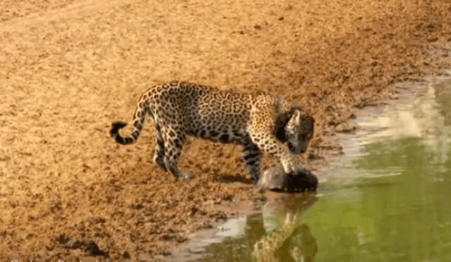 El hambriento felino sorprendió repentinamente a la tortuga y esta no tuvo más escapatoria que usar una peculiar táctica para protegerse del feroz animal