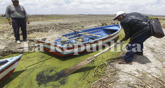 La flora y fauna del Titicaca en este sector se ve seriamente amenazado por la contaminación.