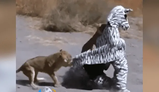 Facebook: arriesgados hombre se visten de cebra para asustar a los animales en África y ocurre lo peor [VIDEO]