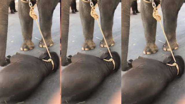 Elefante bebé colapsa frente a su madre, encadenada y obligada a pasear turistas [VIDEO]