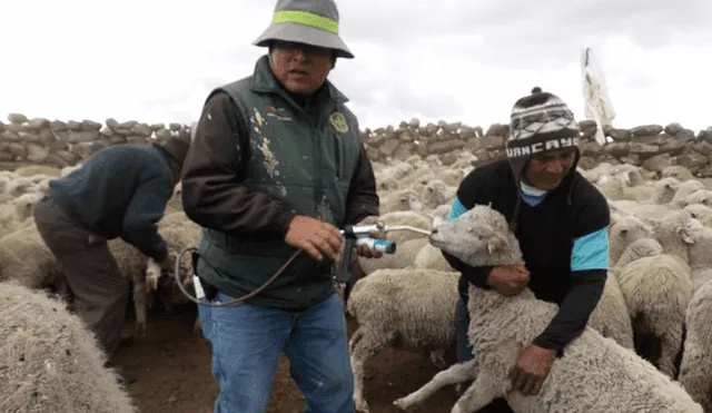 Ante las heladas y bajas temperaturas distribuyen kits veterinarios en  zonas alto andinas