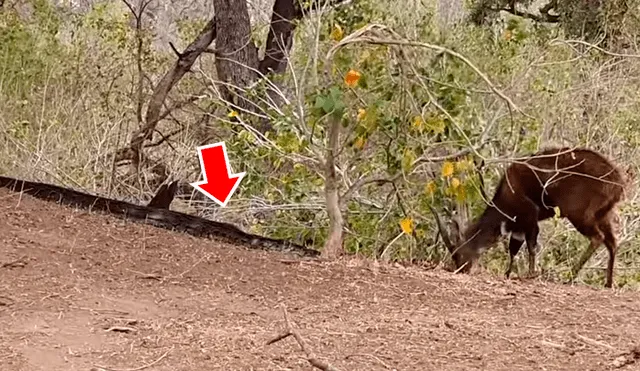 Feroz pitón acecha a ciervo distraído, lo intenta devorar y sucede algo increíble [VIDEO] 