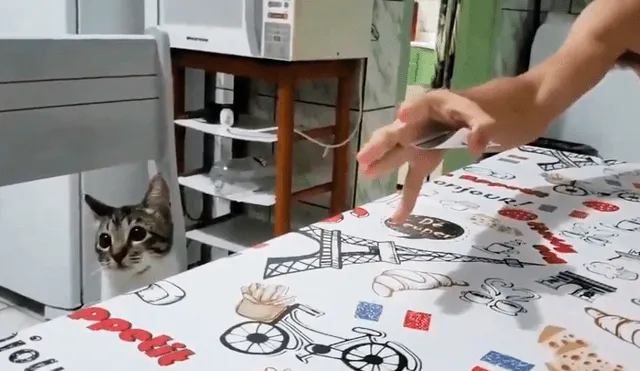 Facebook: La hilarante reacción de un gato al ser testigo de un 'truco de magia' [VIDEO]