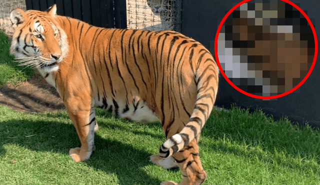 Facebook viral: tigre se toma curioso selfie al encontrar una cámara escondida dentro de recinto [FOTOS]