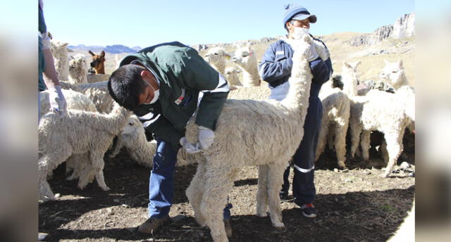Diresa confirma un solo caso de alpaca con rabia en Puno