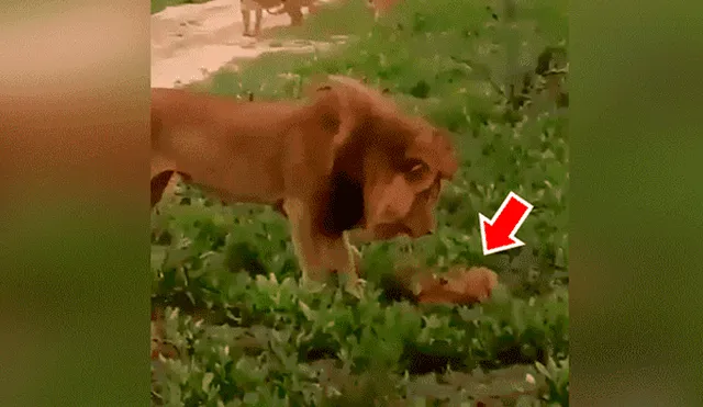 YouTube viral: León golpea a su cachorro, pero la madre lo descubre y le da su merecido [VIDEO] 