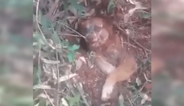 Perro fue enterrado vivo en bosque y es rescatado cuando estaba a punto de morir [VIDEO] 