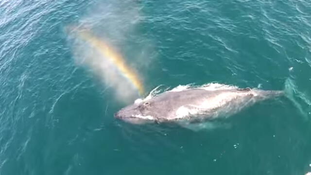 Twitter: Impresionante video de una ballena que hace un arcoíris 