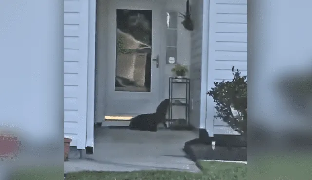 Facebook viral: llega a su casa y encuentra a misteriosa criatura tocando su puerta [VIDEO]