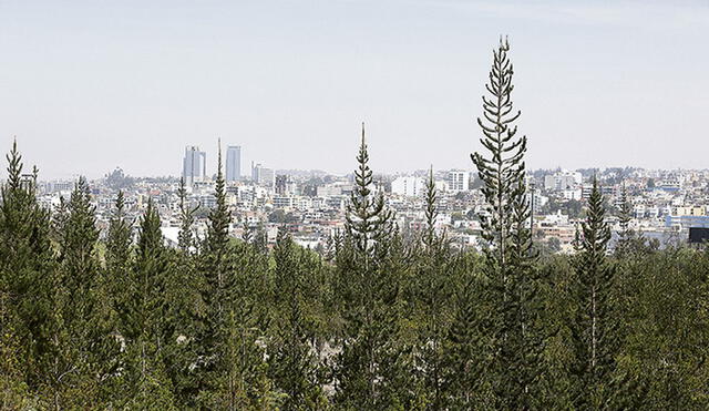 En el Colegio Militar Francisco Bolognesi existe un bosque joven de 15 hectáreas con más de 18 mil árboles de ocho especies. Foto: La República.