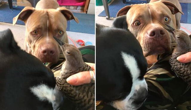 El perro de raza Pitbull estuvo en todo momento mientras el pájaro se curaba. Foto: Captura/Facebook/Elizabeth Houston