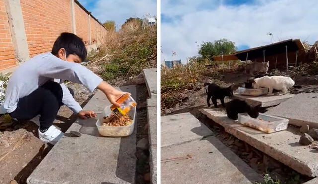 Desliza las imágenes para apreciar la amorosa labor de un pequeño al ayudar a los gatos que viven en la calle. Foto: Captura de Facebook