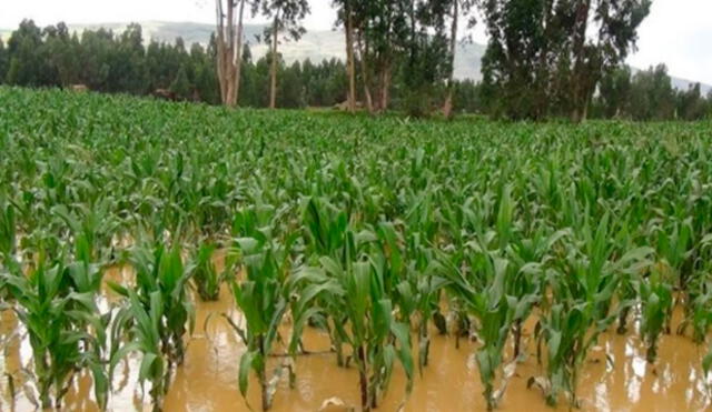 Inundación en Piura: Más de 6000 hectáreas de cultivo afectadas