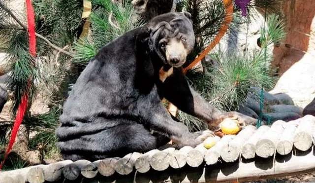 México: le regalaron un oso de mascota a su hijo y lo peor ocurrió