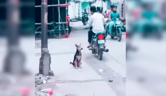 En YouTube, un joven se percató que un perro callejero estaba distraído porque miraba a su ‘amada’.