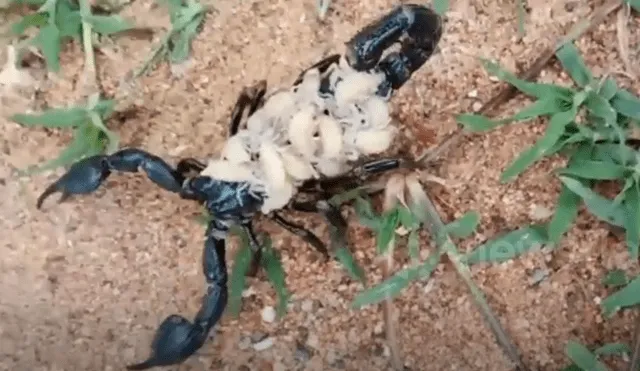 Un enorme escorpión cagando a cientos de sus bebés generó terror en miles de usuarios de YouTube.