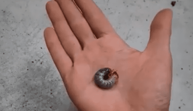 Youtube: Video muestra como un escarabajo sufre una increíble metamorfosis 