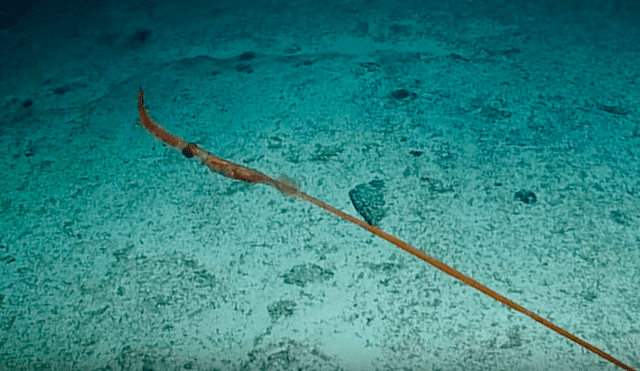 Científicos captaron el impactante momento en que la extraña criatura marina cambia su apariencia para protegerse desde el fondo del mar