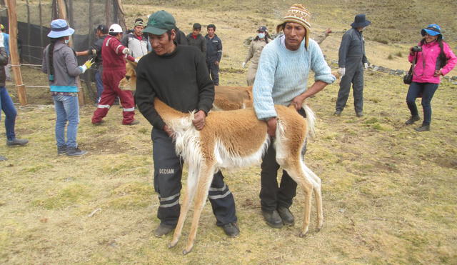Huancavelica: Más de 4 mil vicuñas salvajes fueron capturadas en chacu