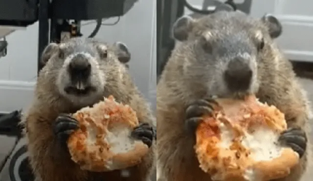 Desliza a la izquierda para ver más fotos de las marmota saboreando un trozo de pizza. (Foto: captura)