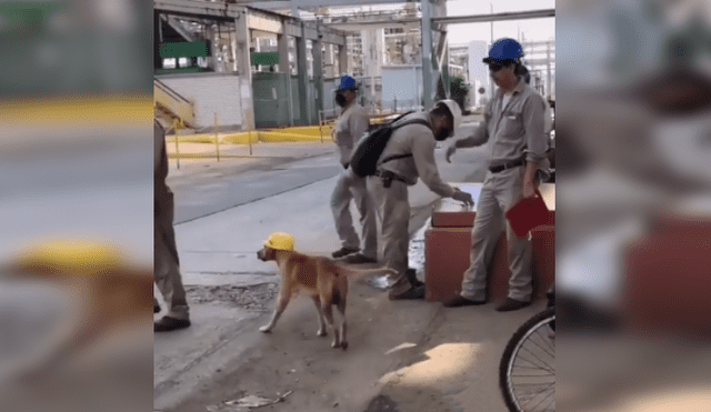 Desliza las imágenes para conocer la noble acción de unos ingenieros al integrar en su equipo a un perro. Fotocaptura: Facebook.