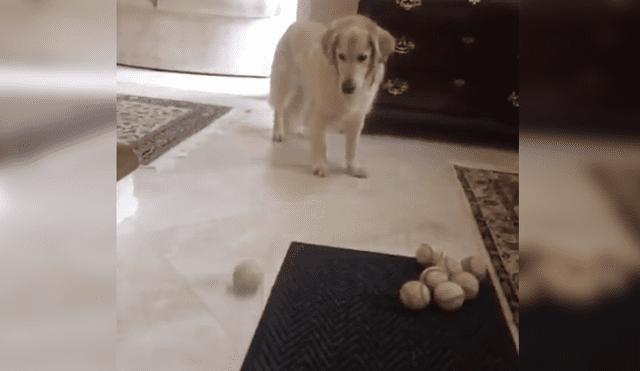 Facebook: perro intenta atrapar pelota que dueño le lanza y lo que hizo al final desata risas