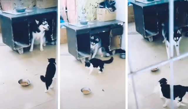 Facebook: perro y gato tienen fuerte enfrentamiento para saber quién manda en la casa [VIDEO]
