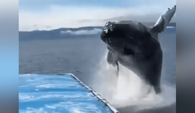 El video viral de Facebook registró el momento en que una ballena emergió del mar para realizar increíble pirueta.