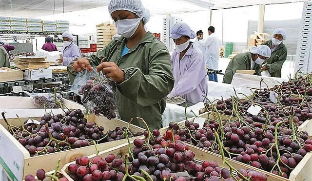 Paita tiene potencial para ser la principal zona productora de uvas