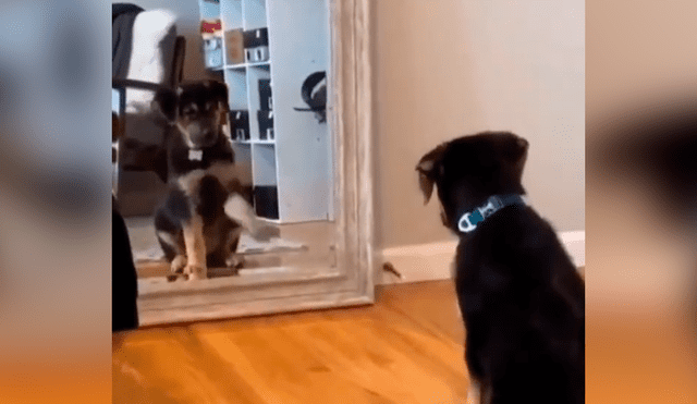 Desliza las imágenes hacia la izquierda para apreciar la curiosa reacción un perro al ponerse frente al espejo. Fotocaptura: Facebook.