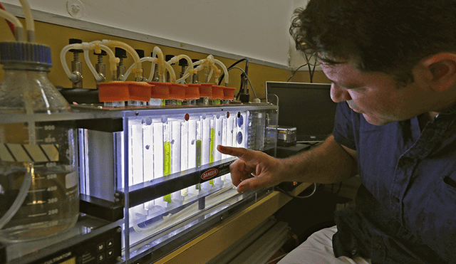 Yacoby examina un fotobiorreactor durante el proyecto de investigación para demostrar las capacidades evolutivas de las plantas con el sol para producir energía. 11 de junio de 2020. | Foto: Jack Guez / AFP