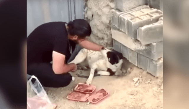 YouTube: difunden conmovedor video de perrito que fue cruelmente amarrado