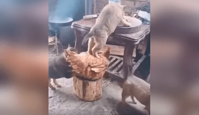 Desliza las imágenes para apreciar la terrible acción de una gallina junto a un perro para quitarle la comida su dueño.