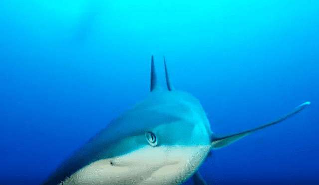 Video es viral en YouTube. La mujer sacó su cámara para grabar a las criaturas acuáticas bajo el mar, sin imaginar que un tiburón se acercaría peligrosamente a ella
