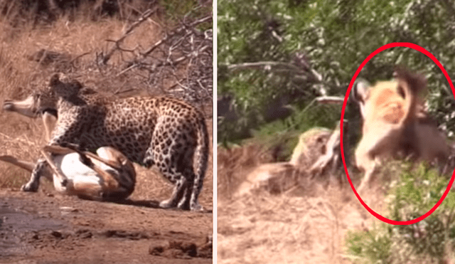 Un turista grabó en un video viral de YouTube el brutal ataque que sufrió un leopardo de una hambrienta hiena, que se apareció en territorio prohibido para quitarle su presa.