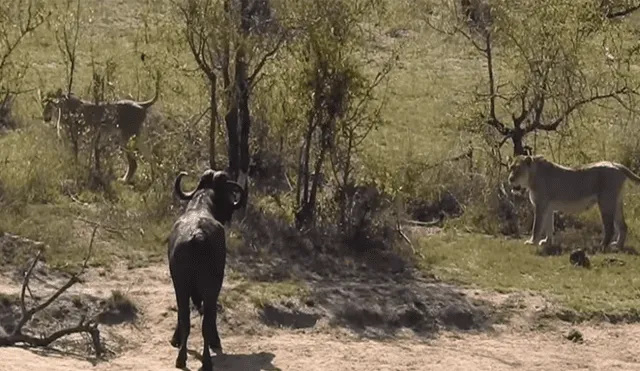 YouTube viral: Hambrientos leones cazan a búfalo, pero son atacados por enfurecida manada [VIDEO] 