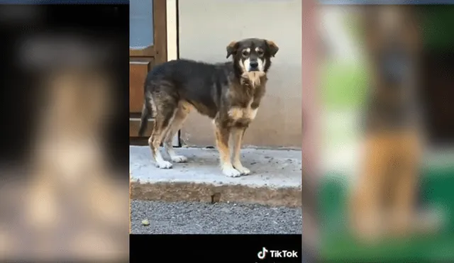 Viral: Cámara oculta captó las travesuras de tres perros en una