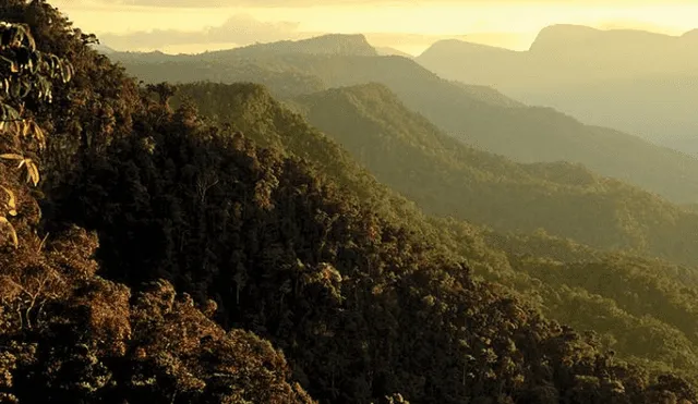El Banco Mundial adquirió este mes 455 créditos de carbono a favor del proyecto REDD+ Parque Cordillera Azul. Foto: Difusión