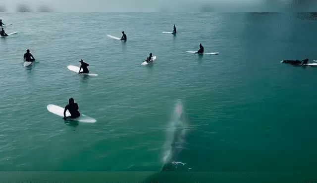 Video es viral en YouTube. Los surfistas no se habían percatado de la presencia del enorme mamífero hasta que lo vieron acercándose peligrosamente hacia ellos
