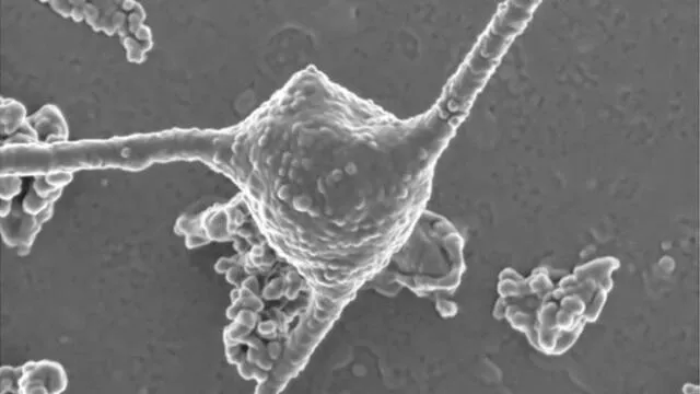 Descubren en Japón un microbio capaz de explicar el origen de la vida compleja en la Tierra. Foto: China News