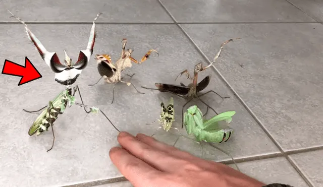 YouTube viral: joven intenta rescatar a mariposa del ataque de feroces mantis y recibe un duro castigo
