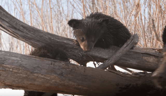 YouTube viral: valiente investigador ingresa a recinto de oso para grabar a las crías del animal [VIDEO]