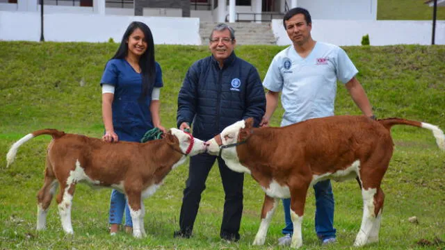 En UNTRM de Amazonas logran clonar vaca alemana